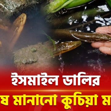 1792929497_maxresdefault.jpg পানিতে দুই টোকা দিলেই ছুটে আসে পোষ মানানো কুচিয়া মাছ! | Kuchia Fish | Independent TV