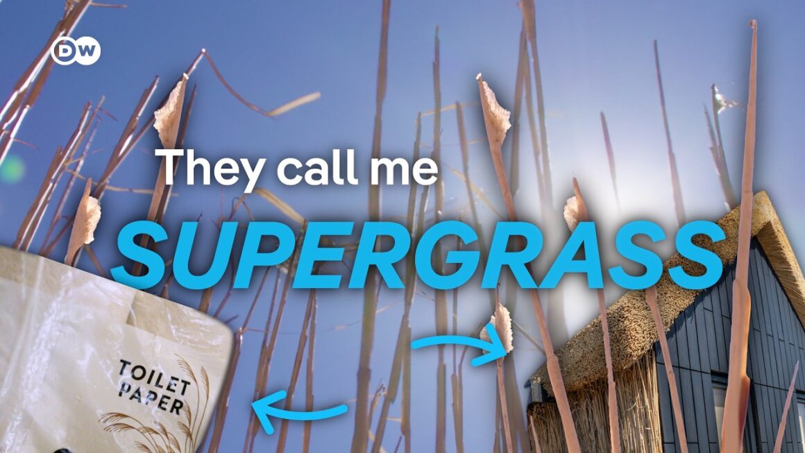 Miscanthus: the supergrass that heats towns and builds homes | DW News