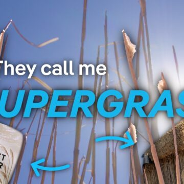 1793347271_maxresdefault.jpg Miscanthus: the supergrass that heats towns and builds homes | DW News