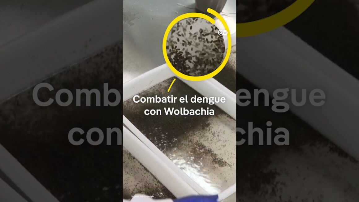 Mosquitos para combatir enfermedades: la ciencia detrás de una estrategia inesperada