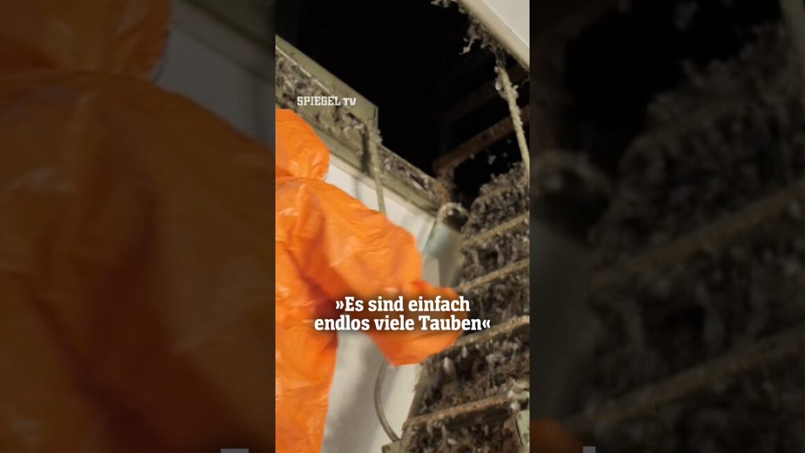 »Es sind einfach endlos viele Tauben« | SPIEGEL TV Shorts