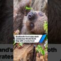 Scotland’s first baby sloth celebrates World Sloth Day with a tasty treat #news #scotland #sloth