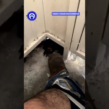 ¡Ni al baño lo dejan en paz! Mono intenta entrar mientras su dueño hace sus necesidades