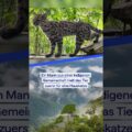 Tilcayo-Tiger: Erste neue Katzenart seit 100 Jahren entdeckt 😺  #20min #news #schweiz