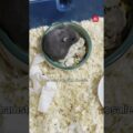 Sari löysi Kontulasta hylätyn hamsterin